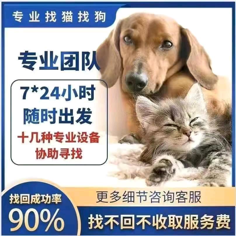 专业寻找宠物