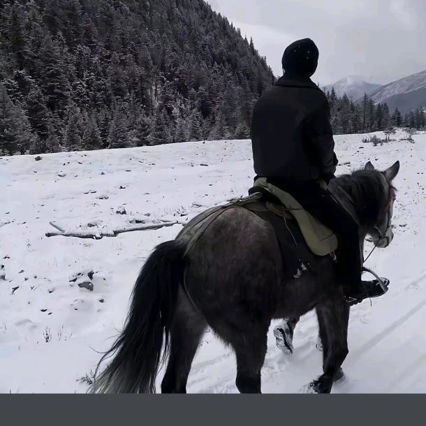 鲨鱼出海（巴西🇧🇷跨境）