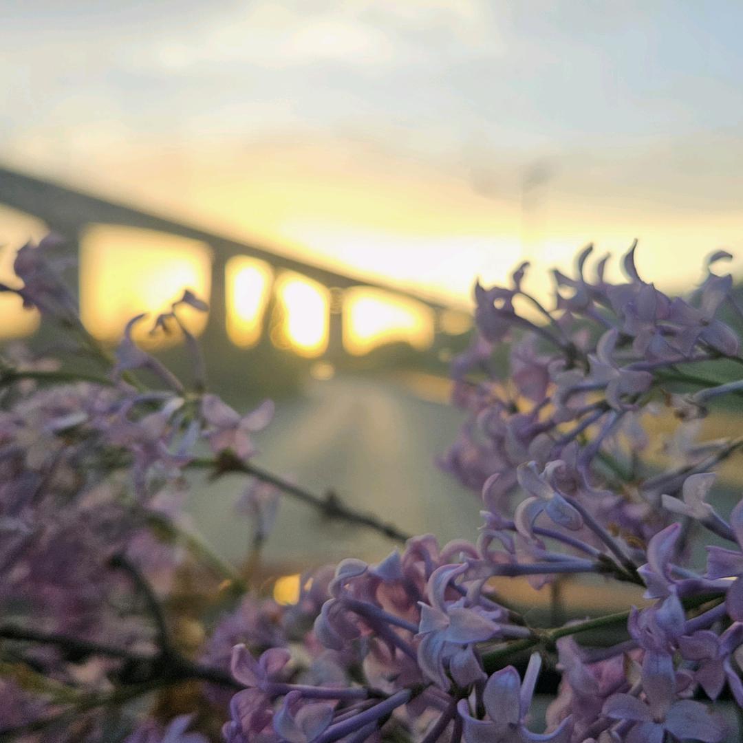 🌼🍁