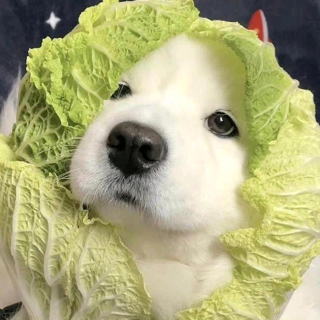 棉花面纱犬宠爱一生