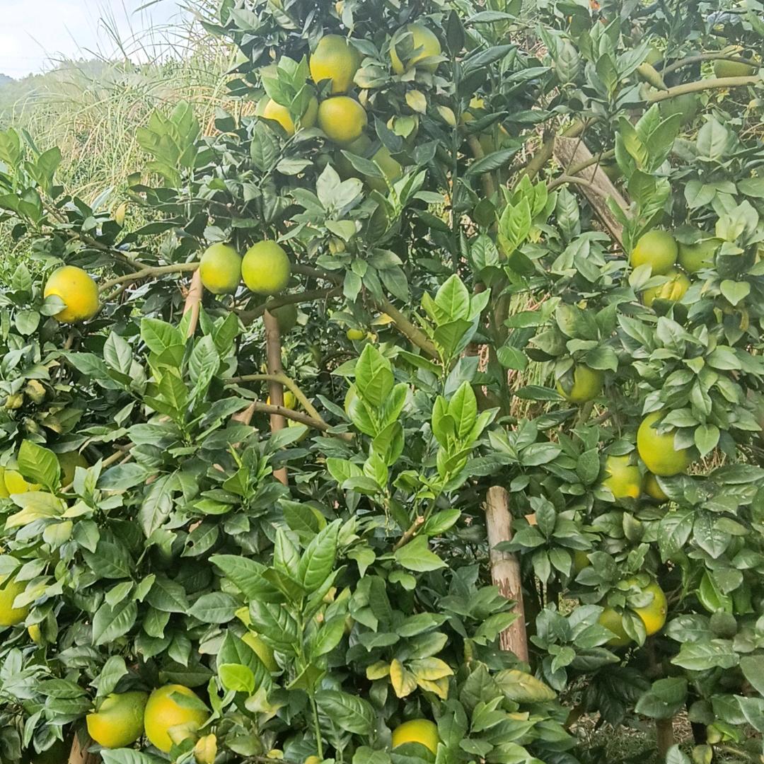 蔡菜姐-橙子姐姐