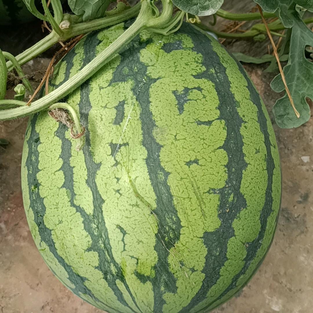 我要露出点小马脚来