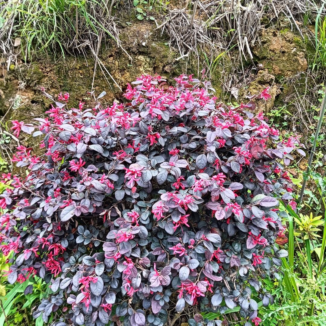 虎兔一生(糊涂一生)