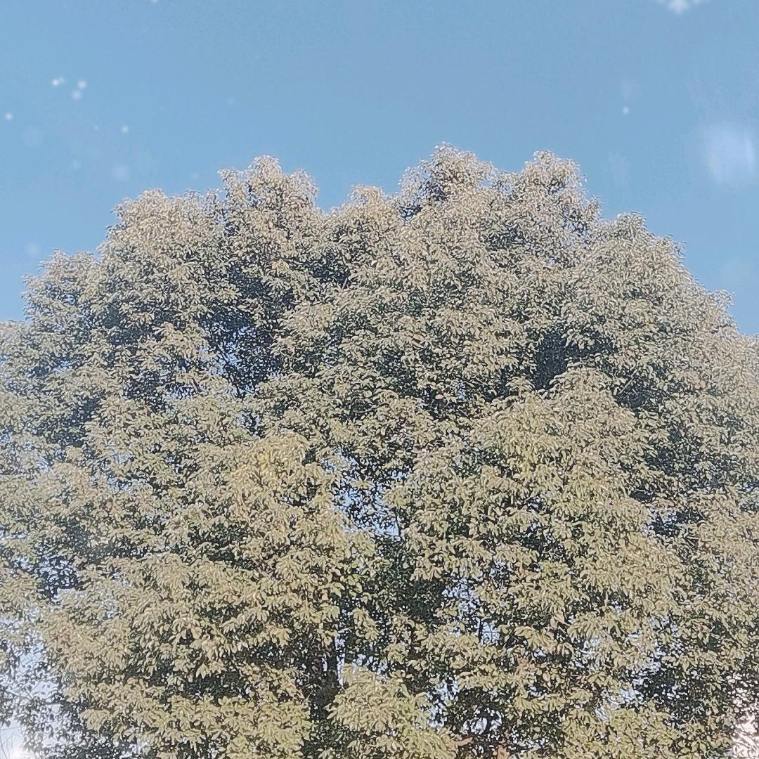 秀英