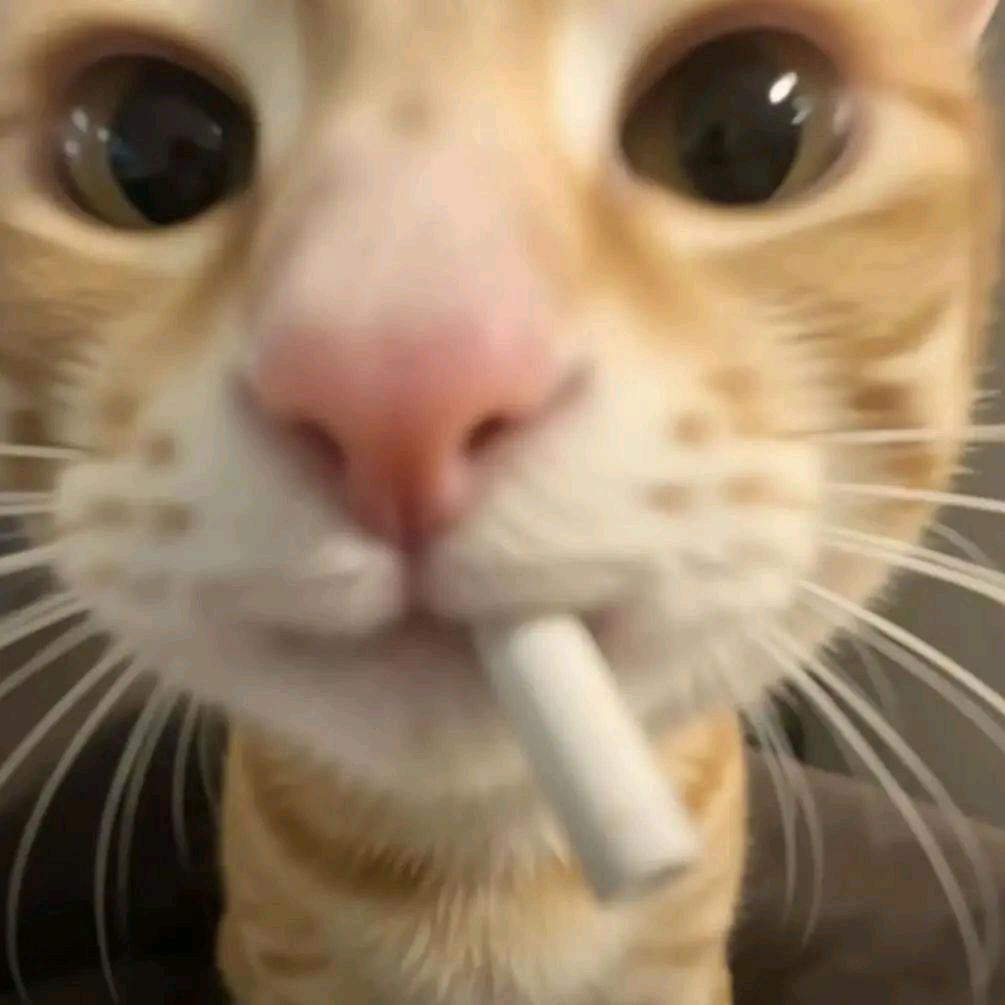 番茄酱🍅