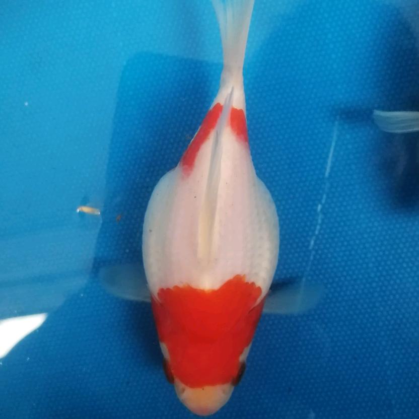 玉鲭锦鲤