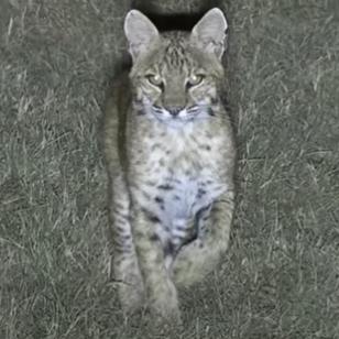 王观世界