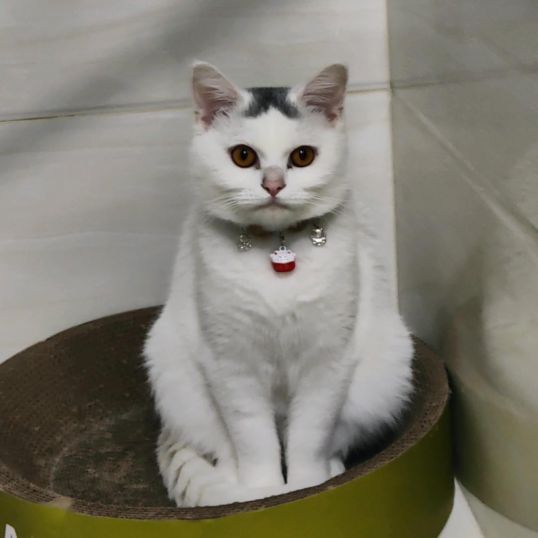 兜里有棒棒糖