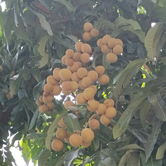 糖糖