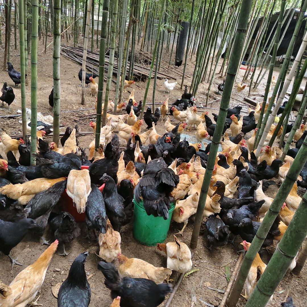 凉思思散养土鸡（德清武康)