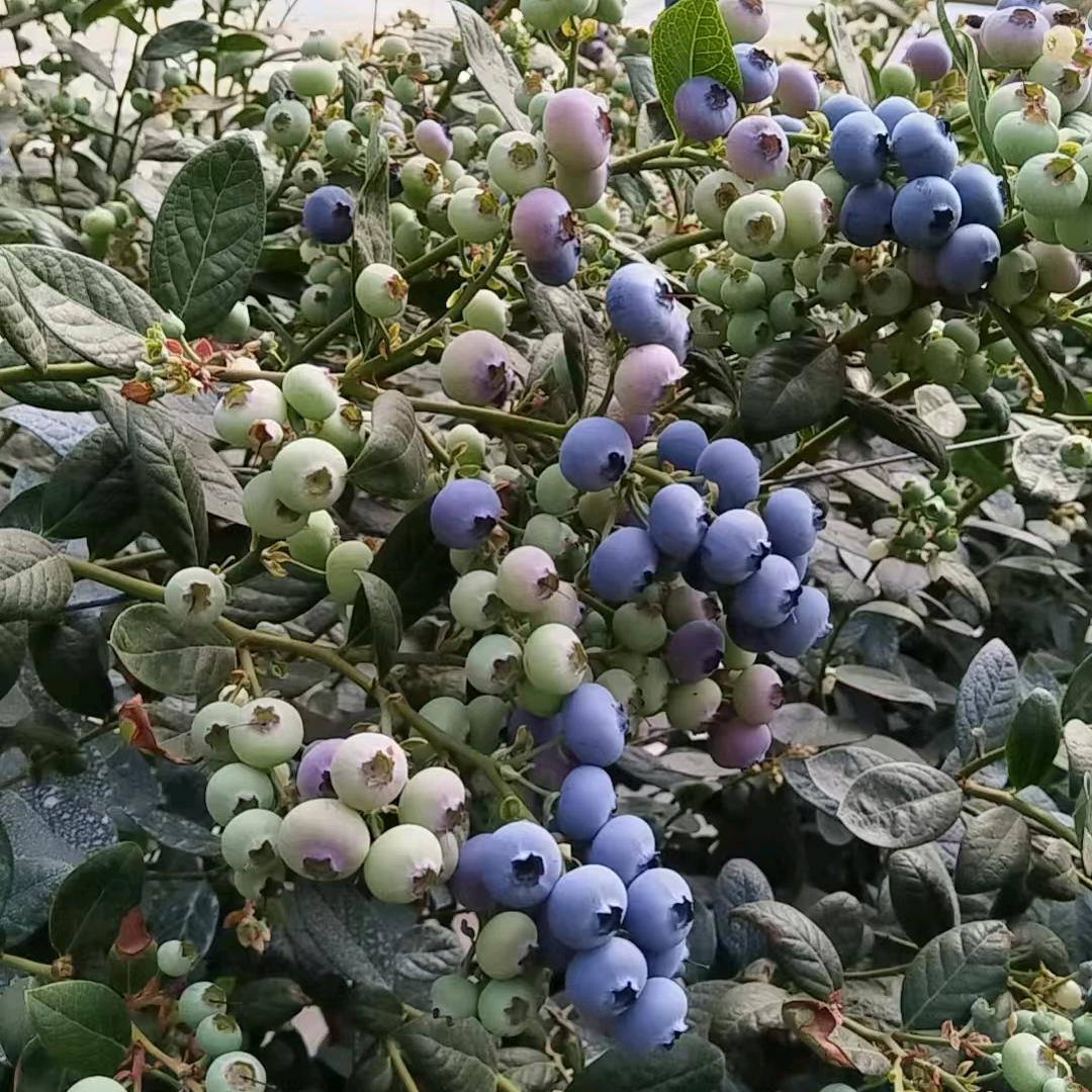 优优新品蓝莓苗培育