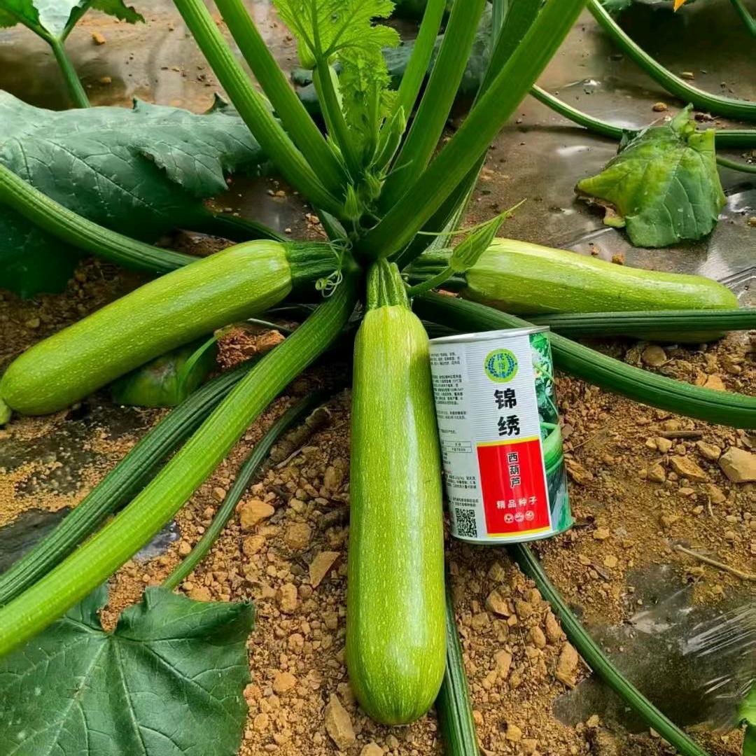 云南康裕种业~小康