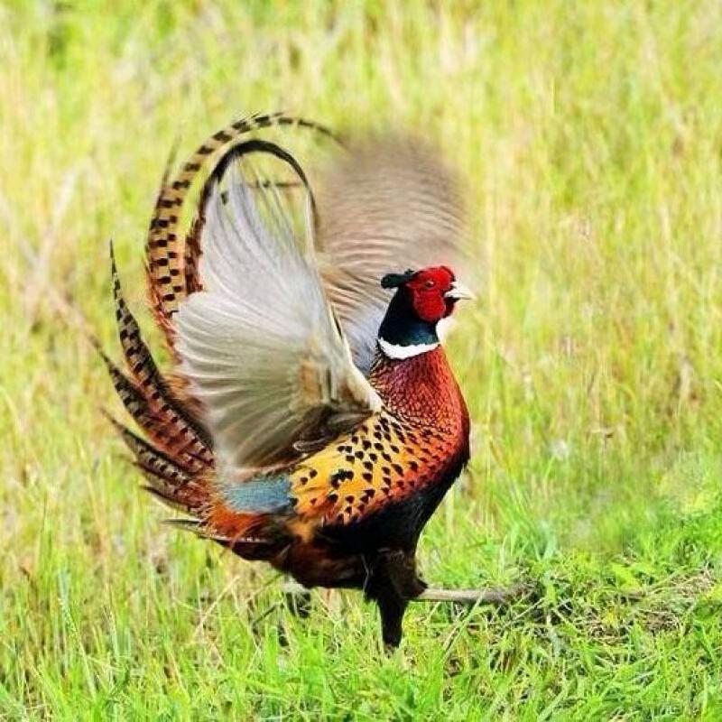 圣强野鸡蛋农场