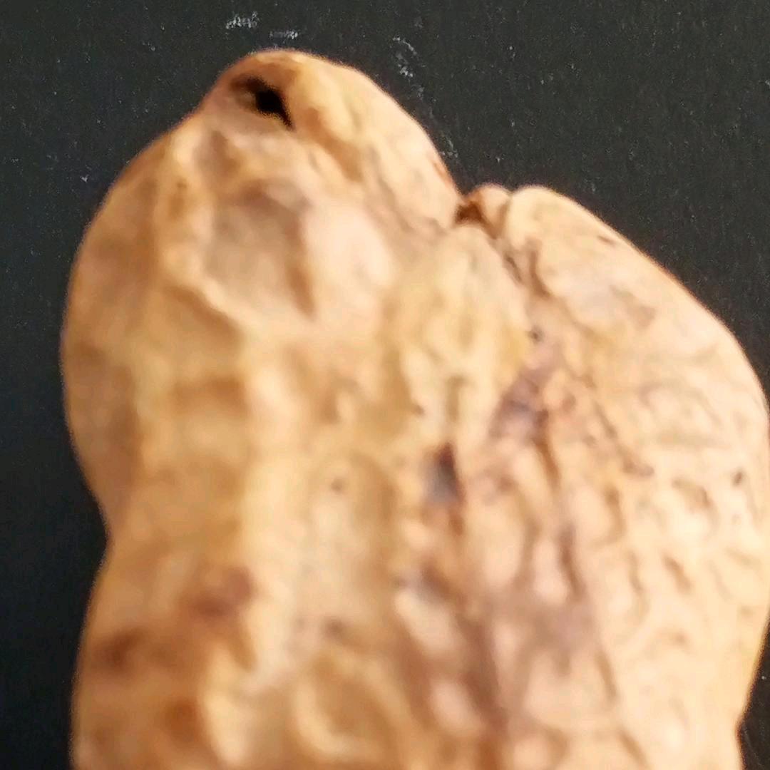 张引
