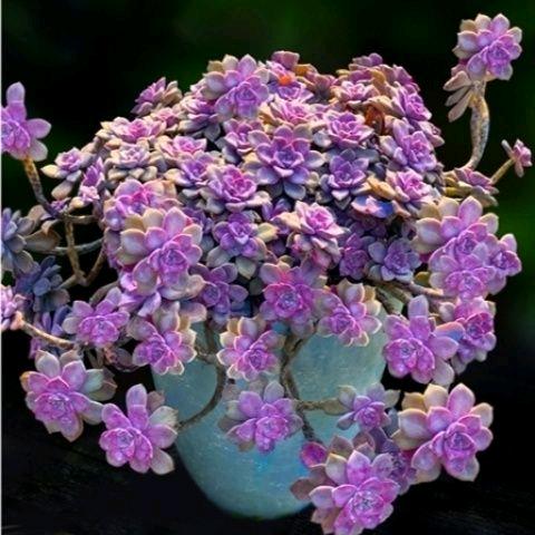 想念🌹🌹
