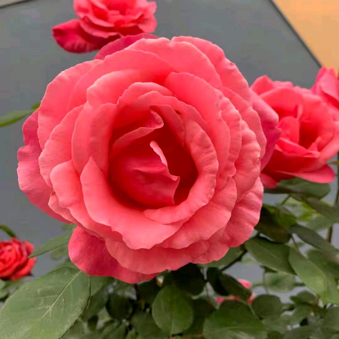 🌹王🌹家🌹三🌹千🌹金🌹