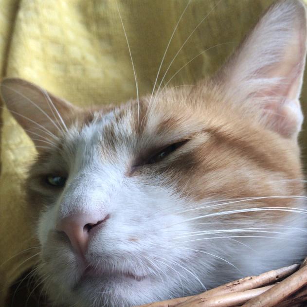 AAA猫罐头批发铭哥
