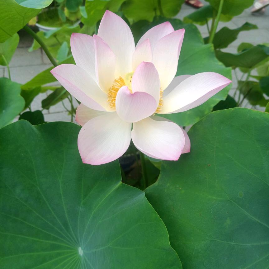 山城探长（本地生活）