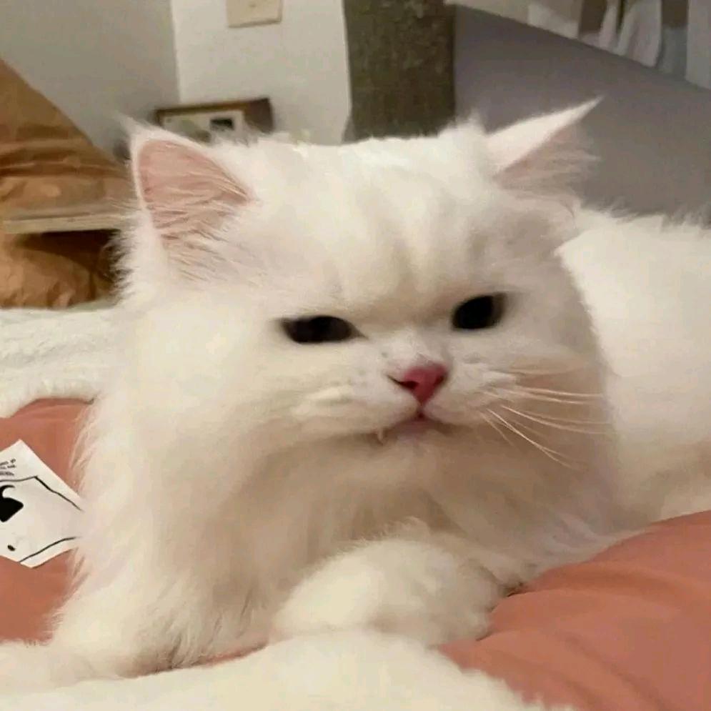 猫猫w