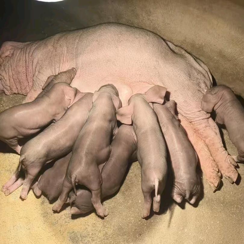 阿文专业养殖