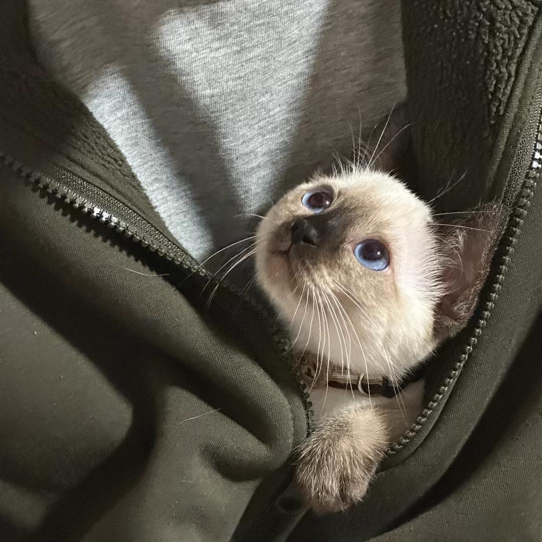 一只逻辑猫🐈
