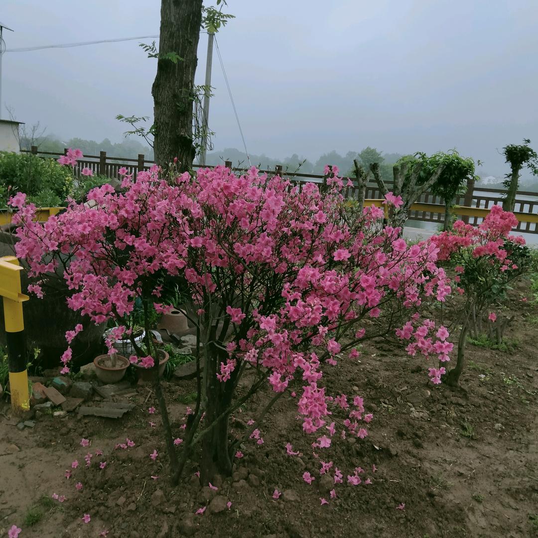 玲