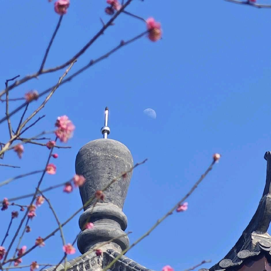究极霸王龙
