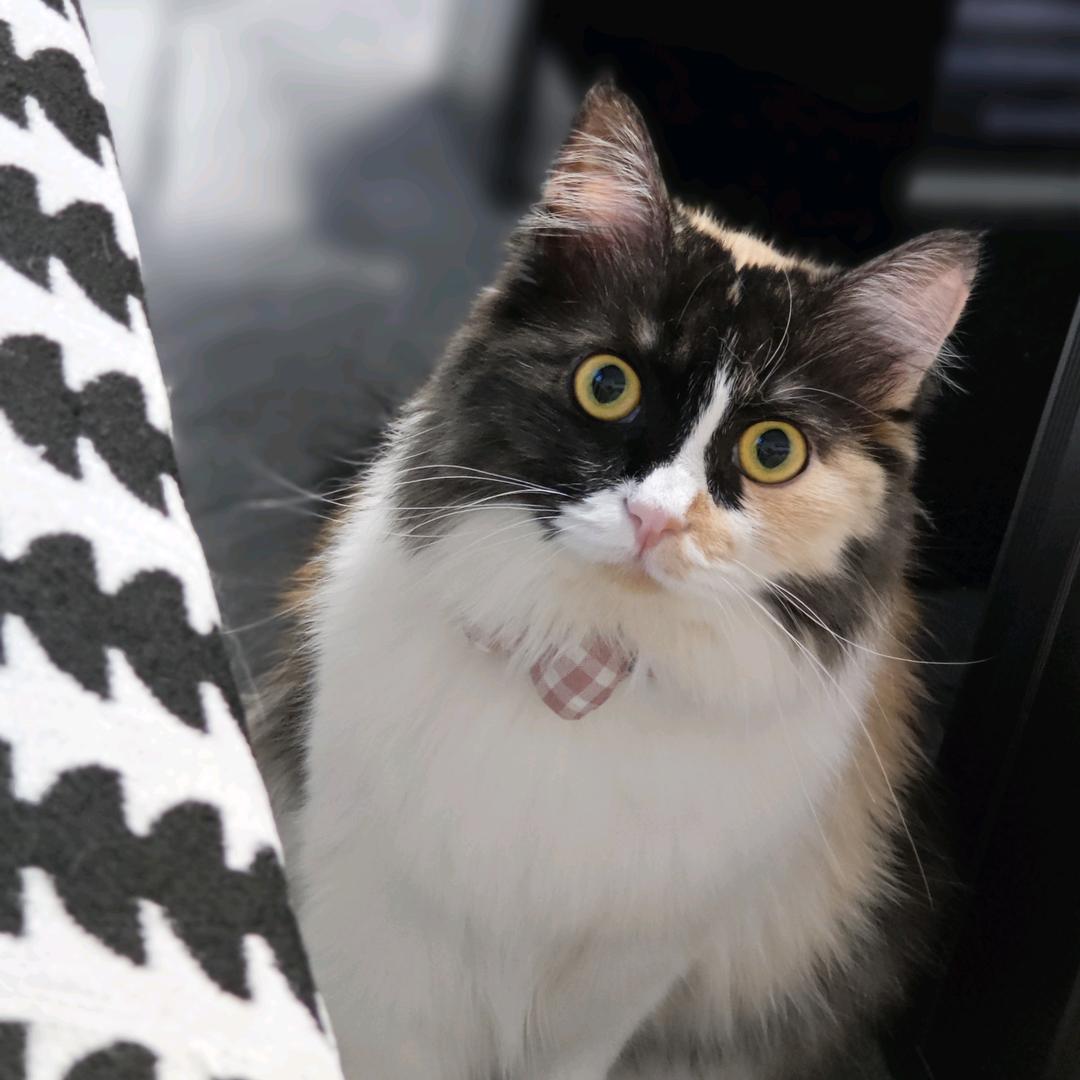 肥肥是只猫🐱