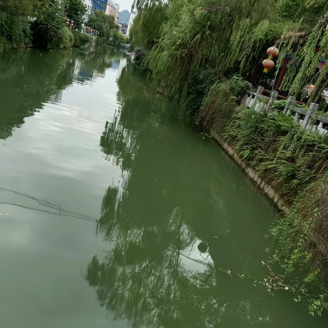 广西罗姐