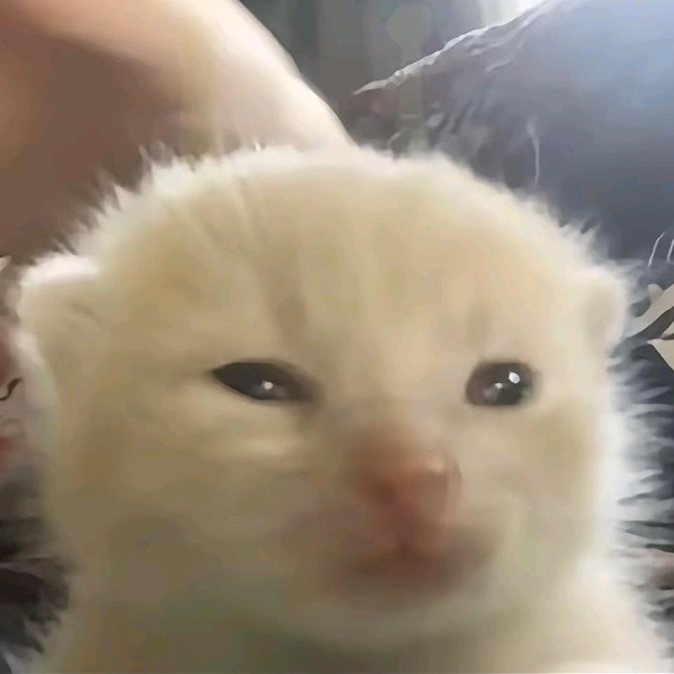 猫damn