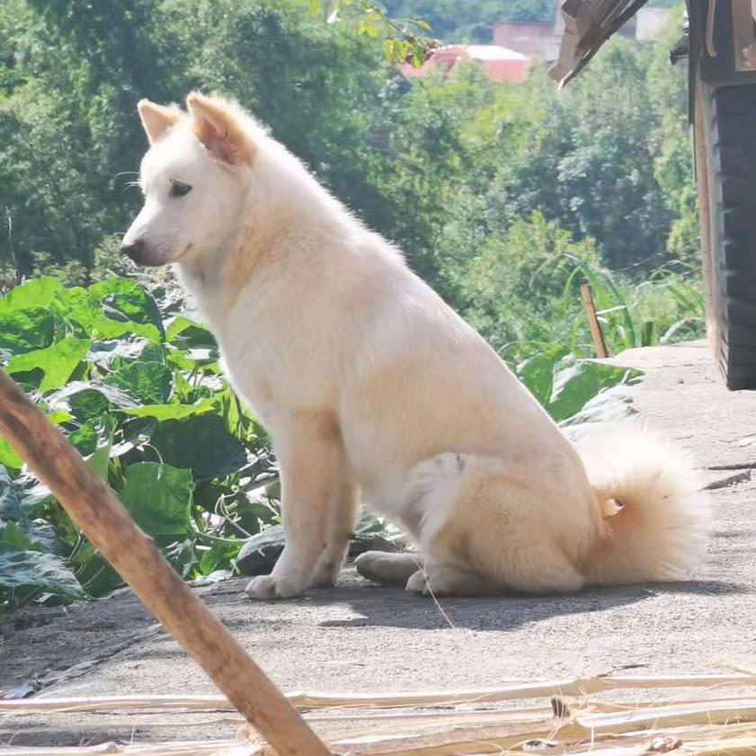 农春自养土松犬
