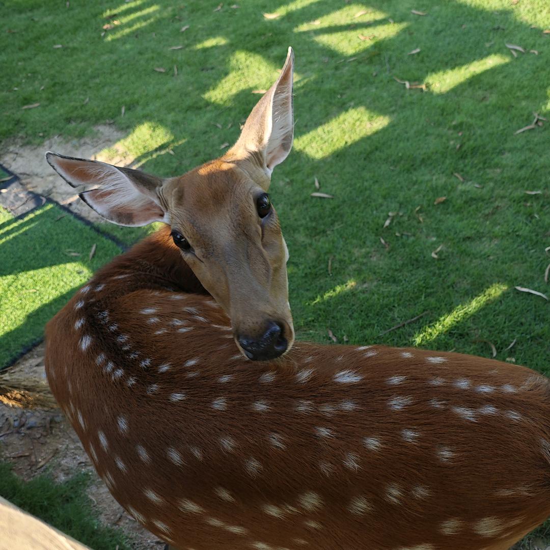 回头鹿🦌