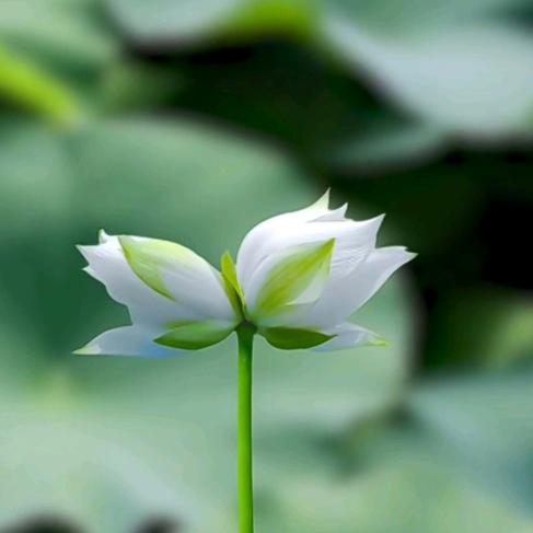 🌴不忘初心🌴