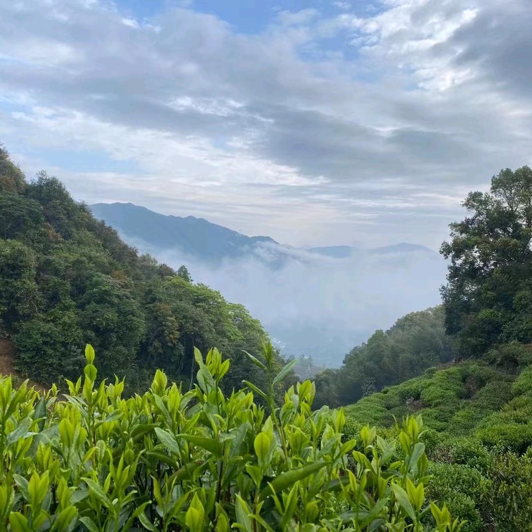 潮茶凤凰单丛