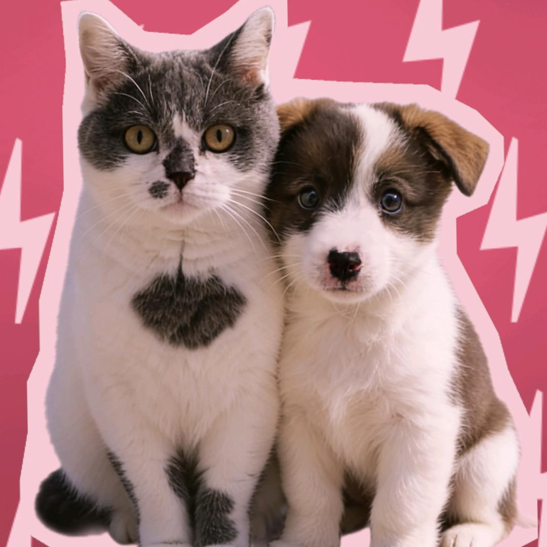 🐱五一呆萌🐶