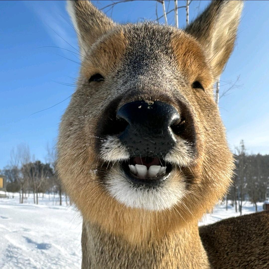 杨大宝（三角洲行动）