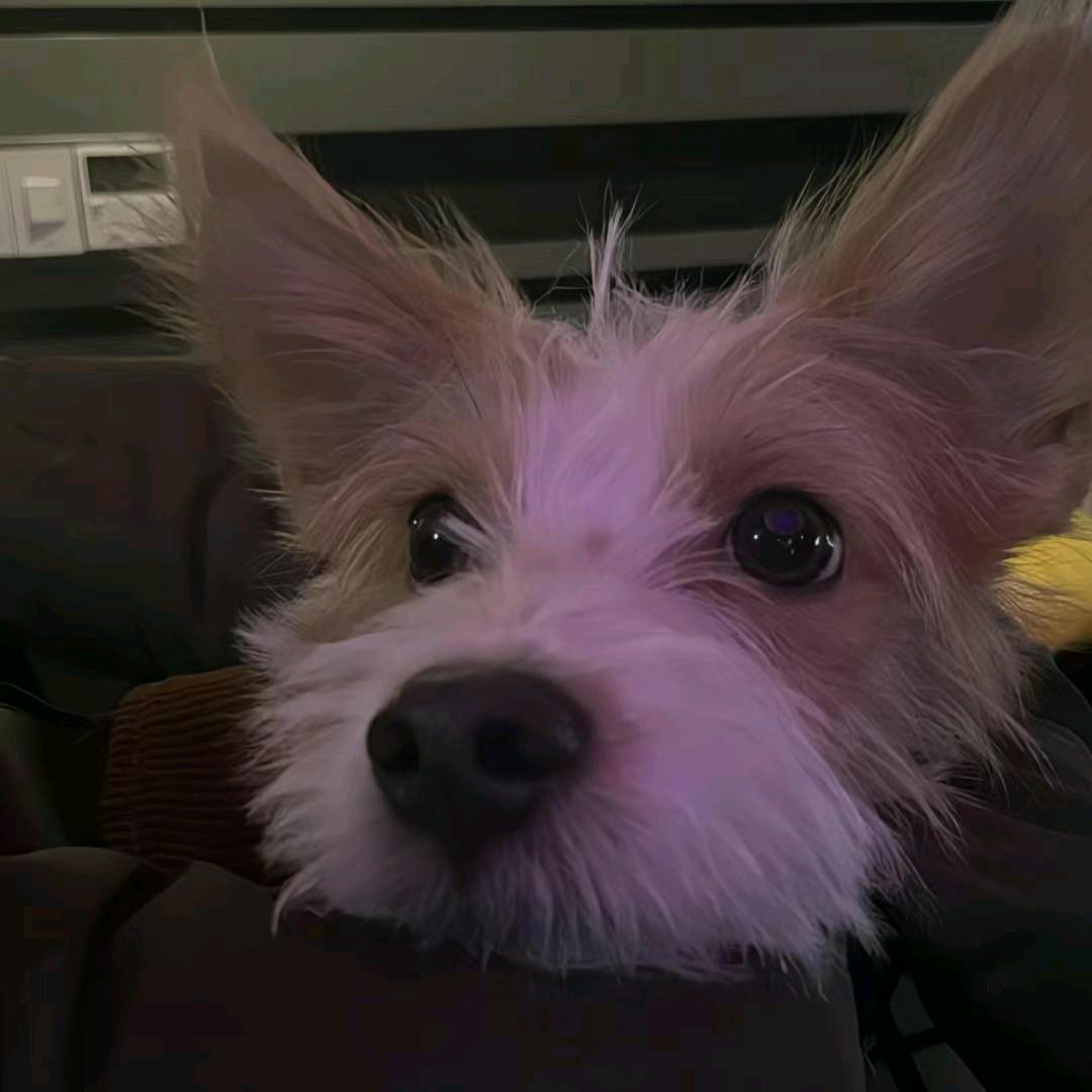 樱桃肉肉丸鸭（期待BP世巡版）