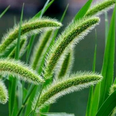 🌾聪明的大笨蛋🌾