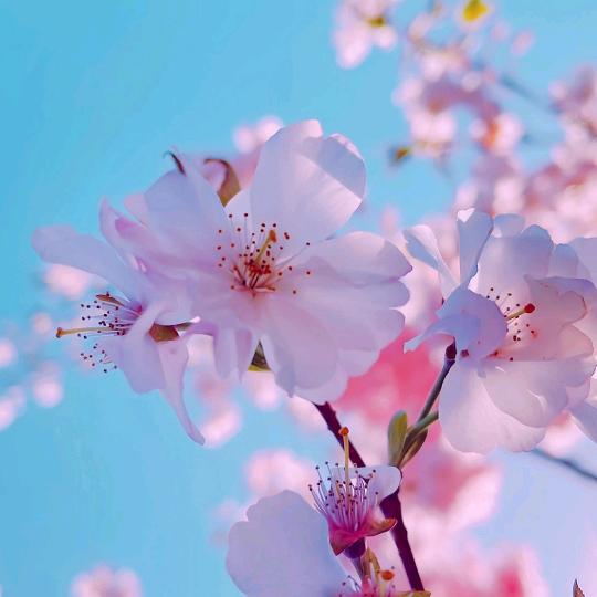 春暖花开（｡ò ∀ ó｡）