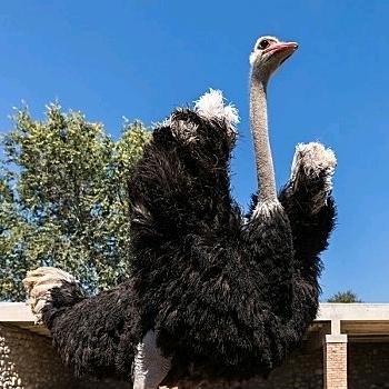 商丘市小候养殖场