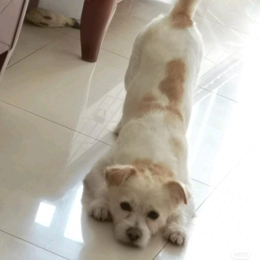 狗子也有脾气