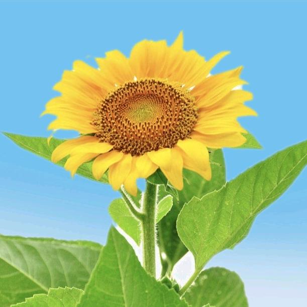 欣欣向荣传媒