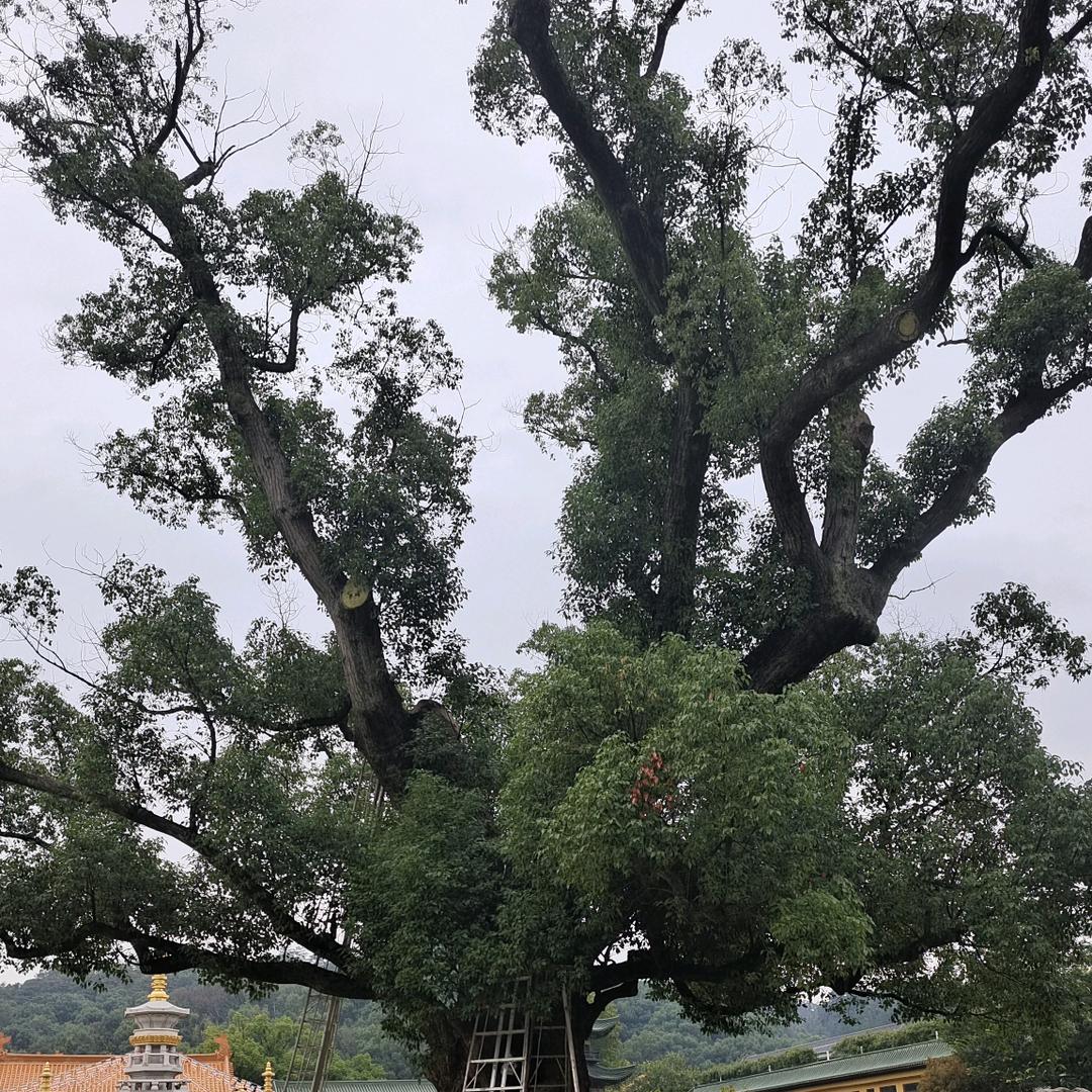 飘渺之旅