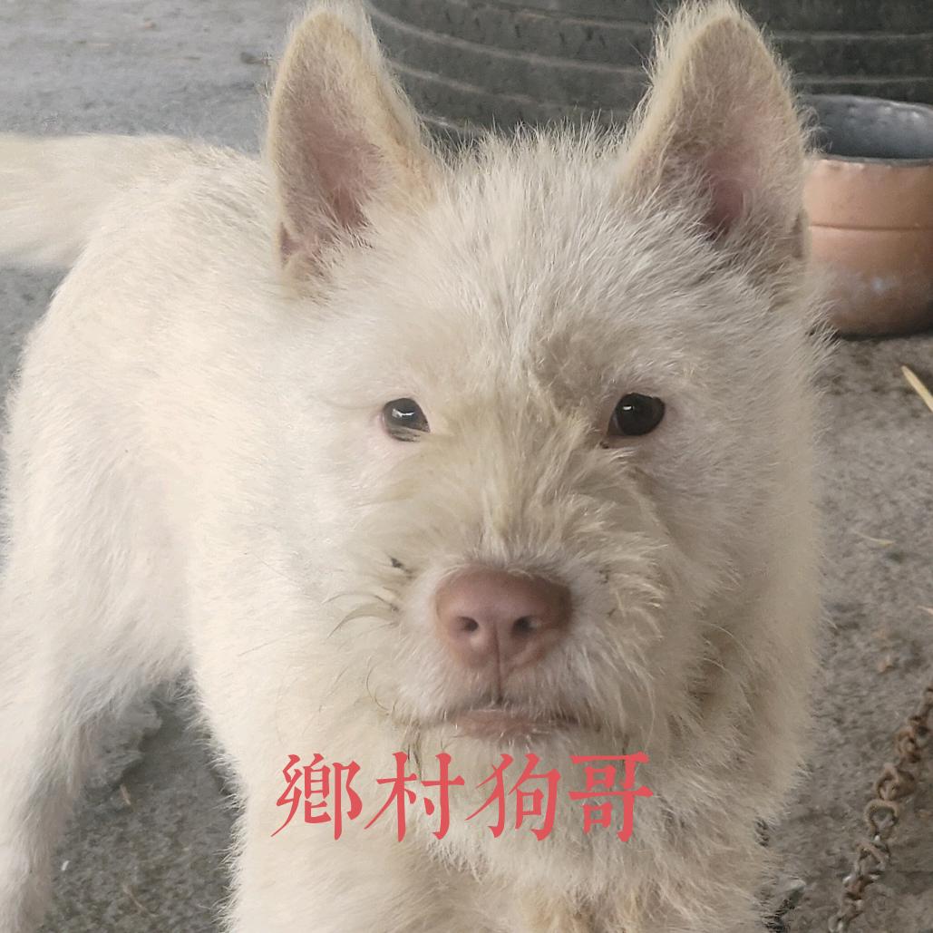 乡村狗哥