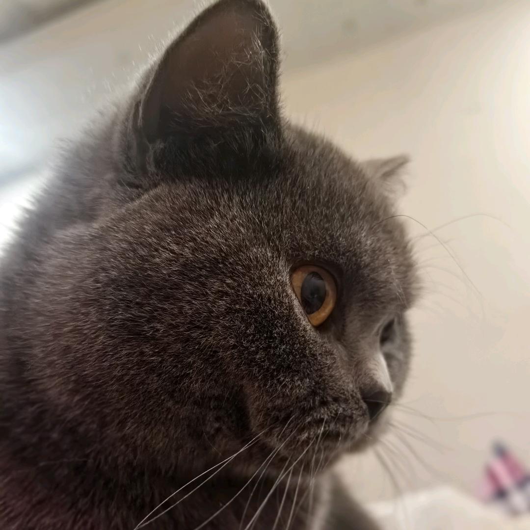 id被猫叼走了
