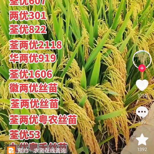 家庭农场生产厂长