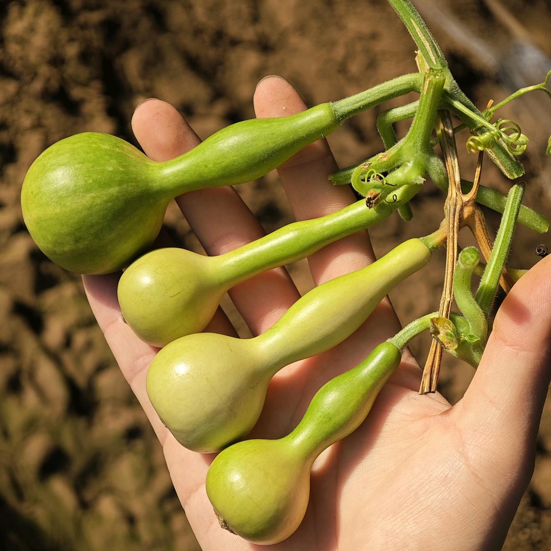 福禄归缘【葫芦】