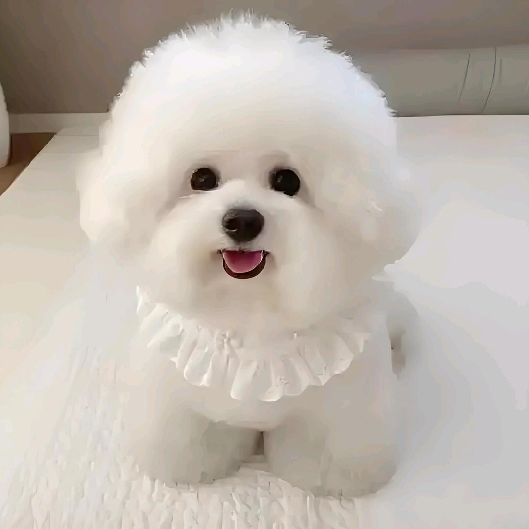 萌宠优选