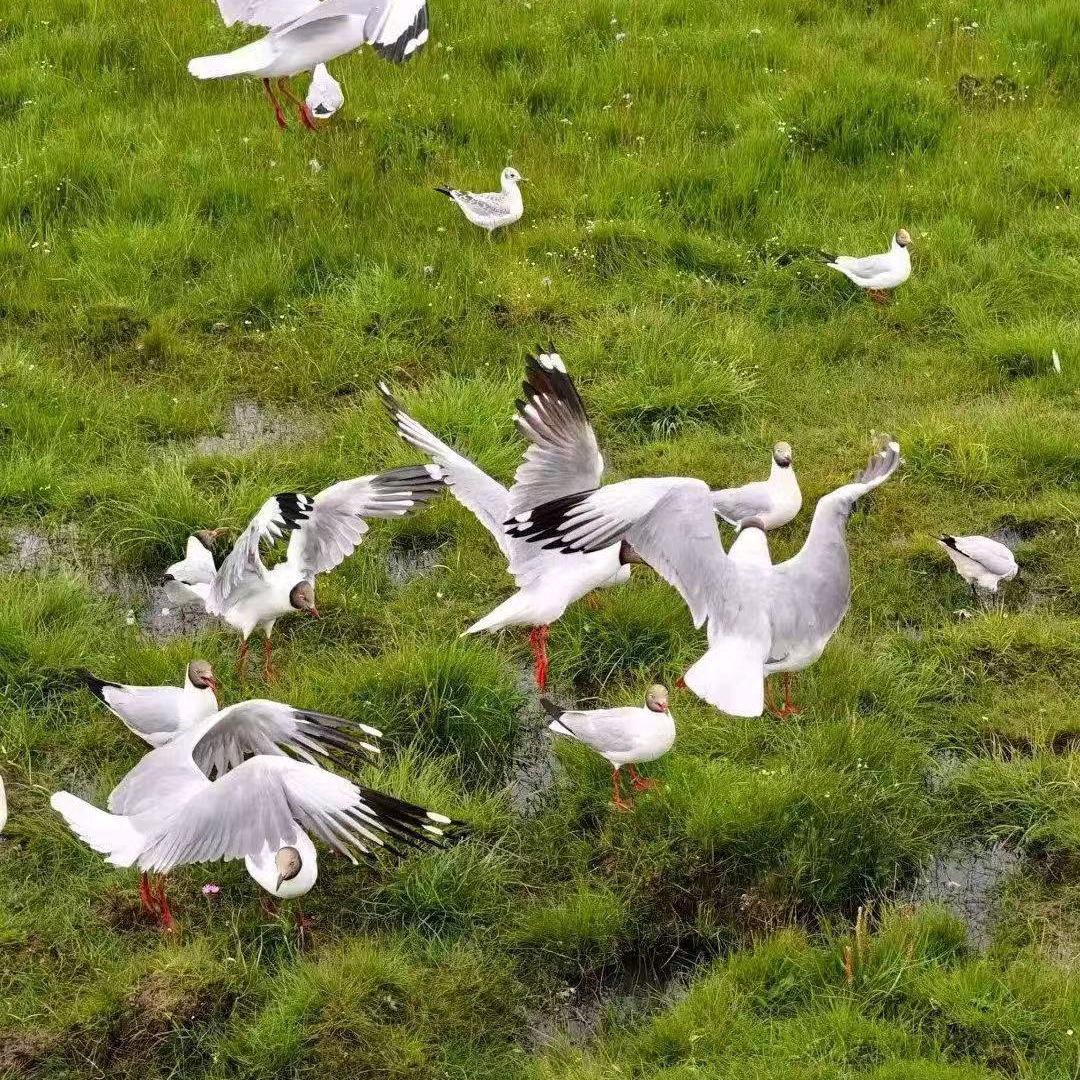 一缕清风徐徐吹