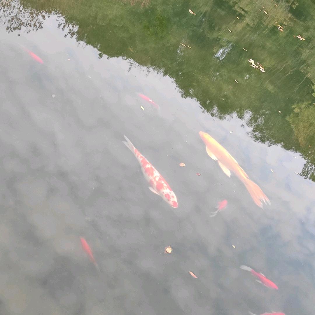 ✨泷间听淼✨